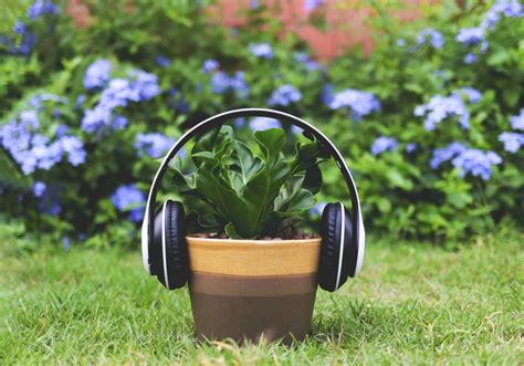 do plants like music - Exploring the Uncharted Realm of Plant-Music Interactions